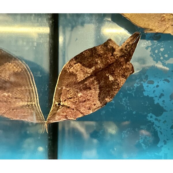 Lehväkala, monocirrhus polyacanthus