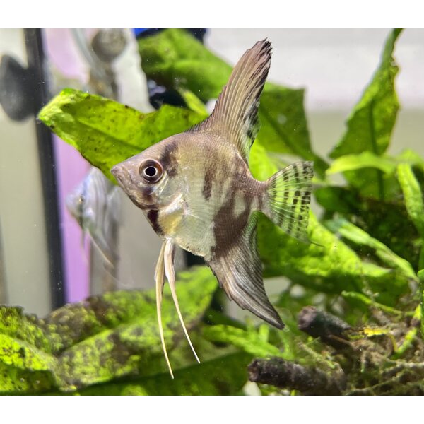 Lehtikala Leopard, Pterophyllum scalare