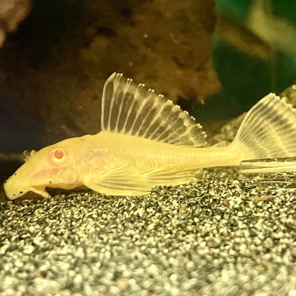 Isopurjepleko, albino, Glyptoperichthys gibbiceps