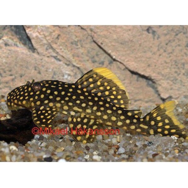 Golden Nugget L018, Baryancistrus xanthellus