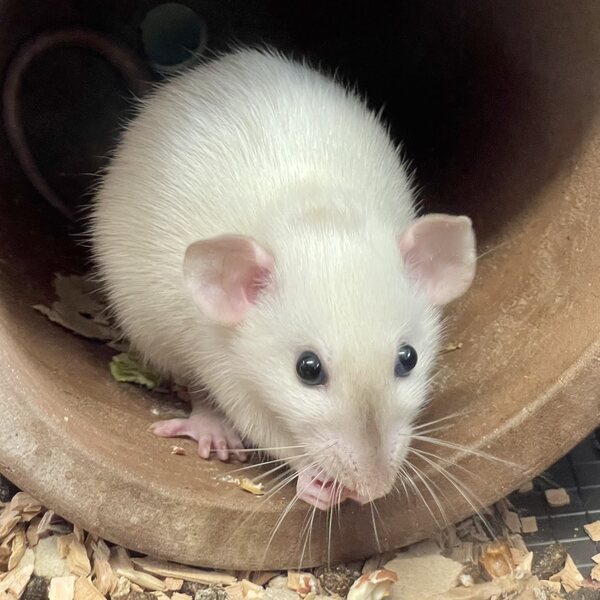 Kesyrotta, naaras, siamese dumbo