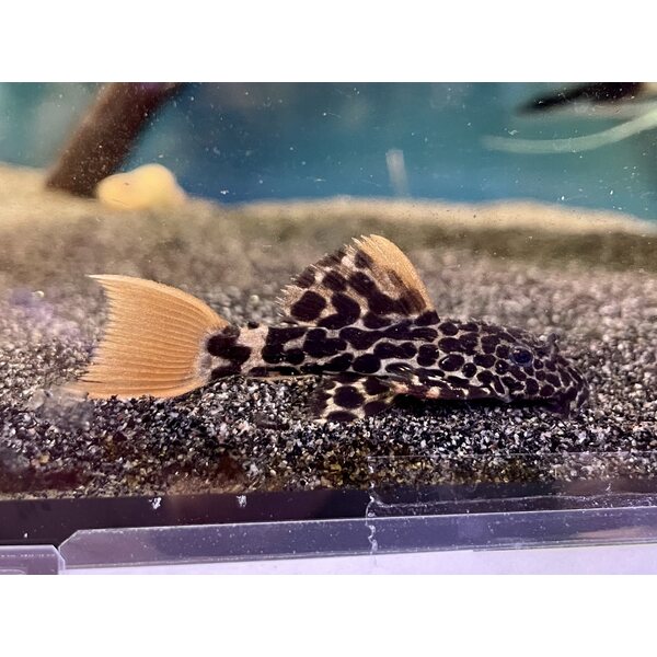 Leopardipiikkipleko L600, Pseudacanthicus leopardus