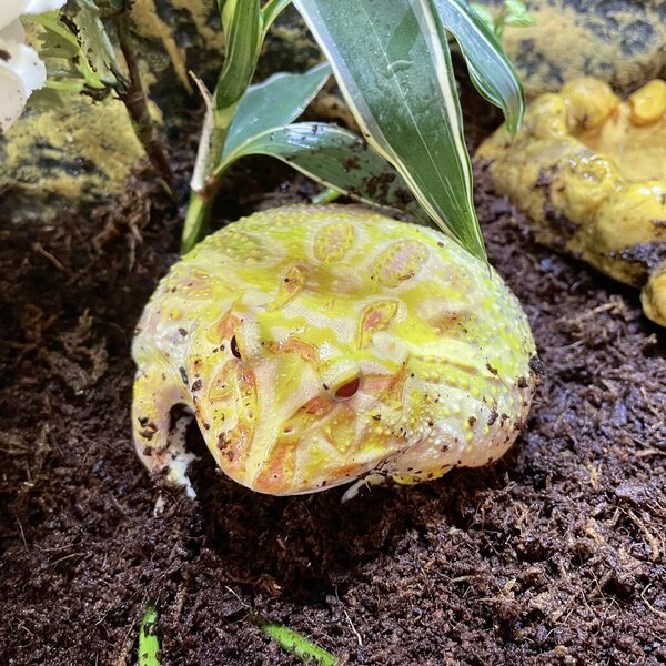 Chaconsarvisammakko, Ceratophrys cranwelli, Albino