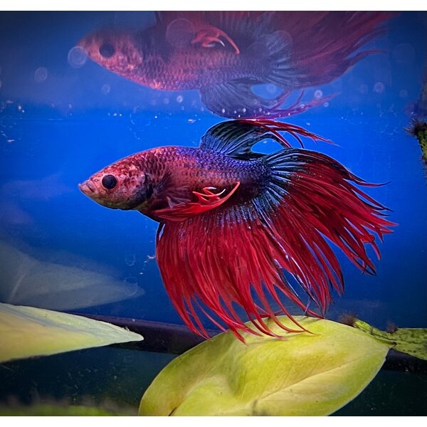 Taistelukala, koiras Crowntail, eri värejä