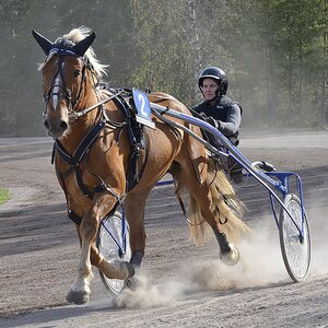 Ravitarvikkeet ravihevoselle, raviponille ja ohjastajalle